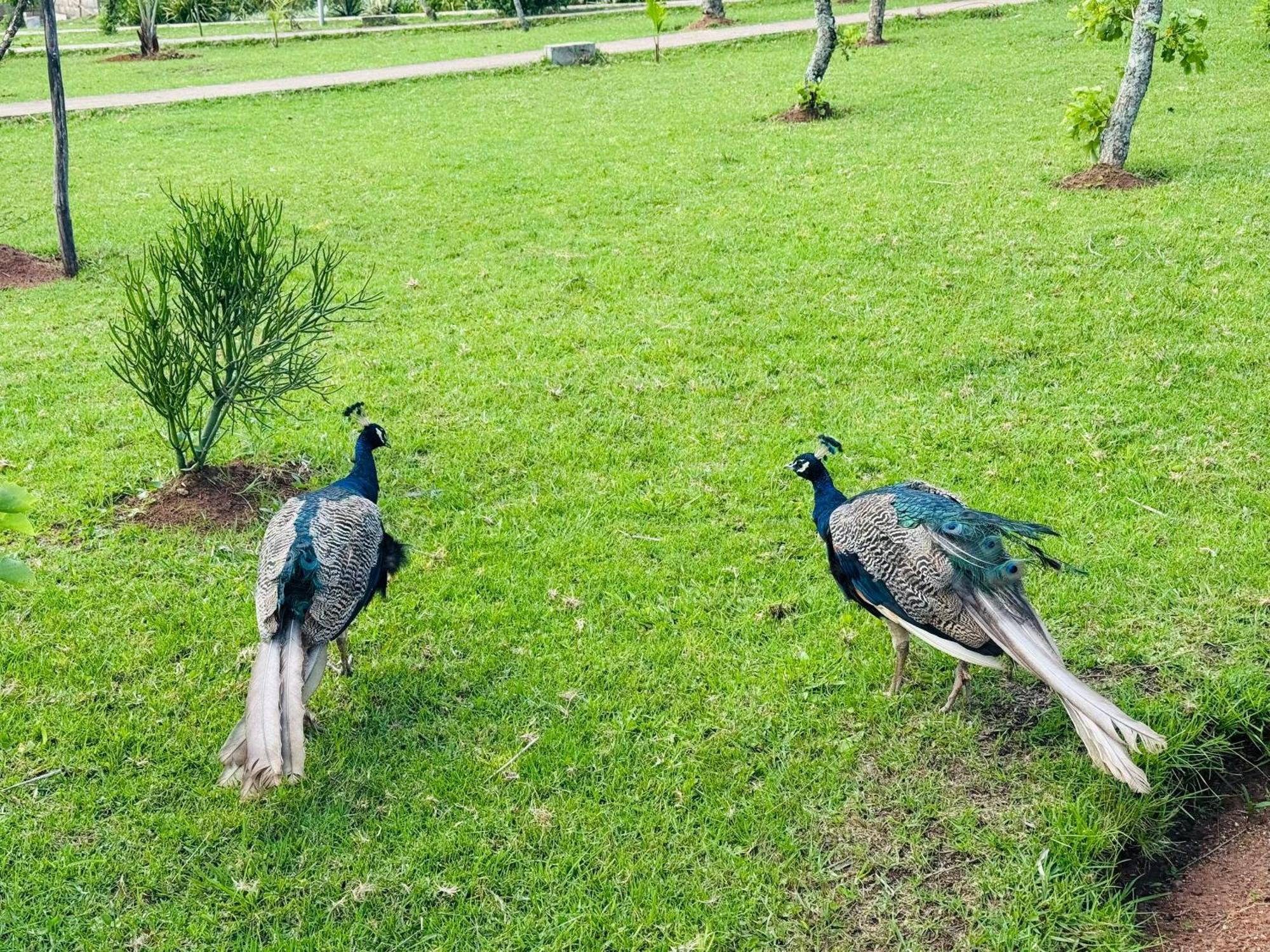 Sibebe Resort Mbabane Exteriör bild